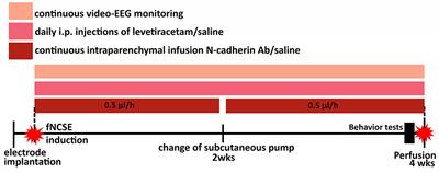 Levetiracetam and N-Cadherin Antibody Alleviate Brain Pathology Without Reducing Early Epilepsy Development After Focal Non-convulsive Status Epilepticus in Rats